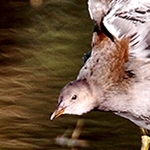  Poule d'eau juvénile MG_8776